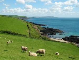 sea view, sheeps, coast